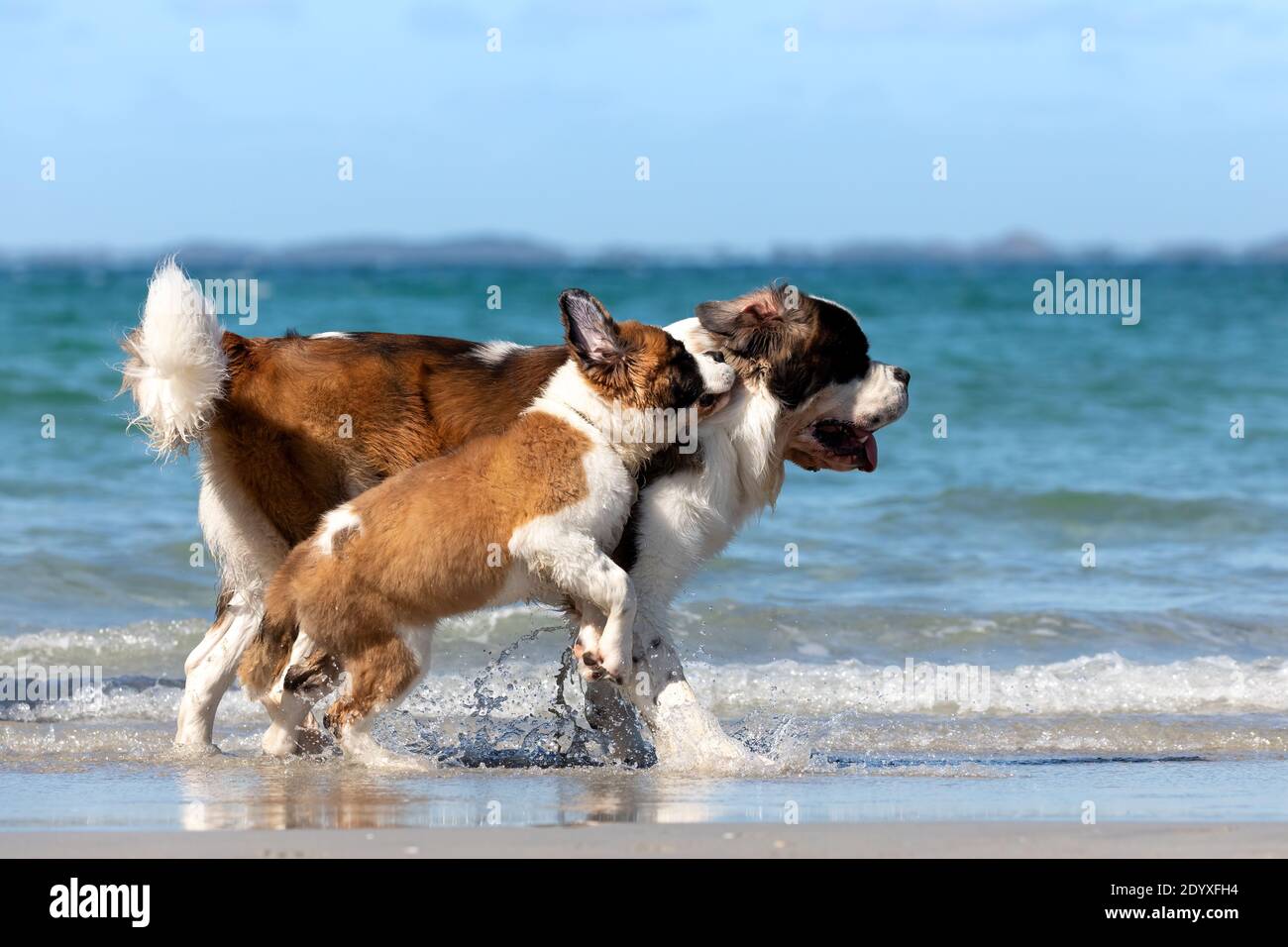 Saint Bernard adult and Saint Bernard puppy playing together in the shallow water at the beach. Stock Photo