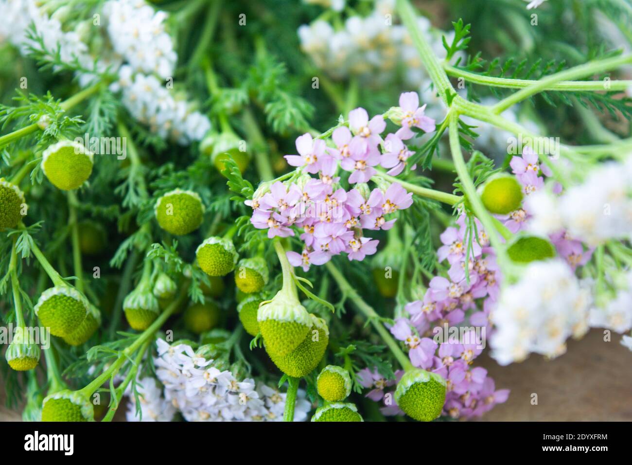 Meadow medical herbs - Chamomile and Achillea closeup view. Alternative medicine herbal grass Stock Photo