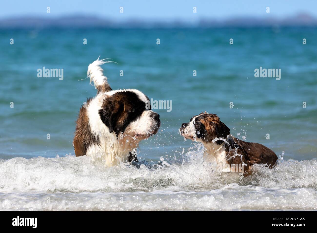 Saint Bernard adult and Saint Bernard puppy playing together in the shallow water at the beach. Stock Photo