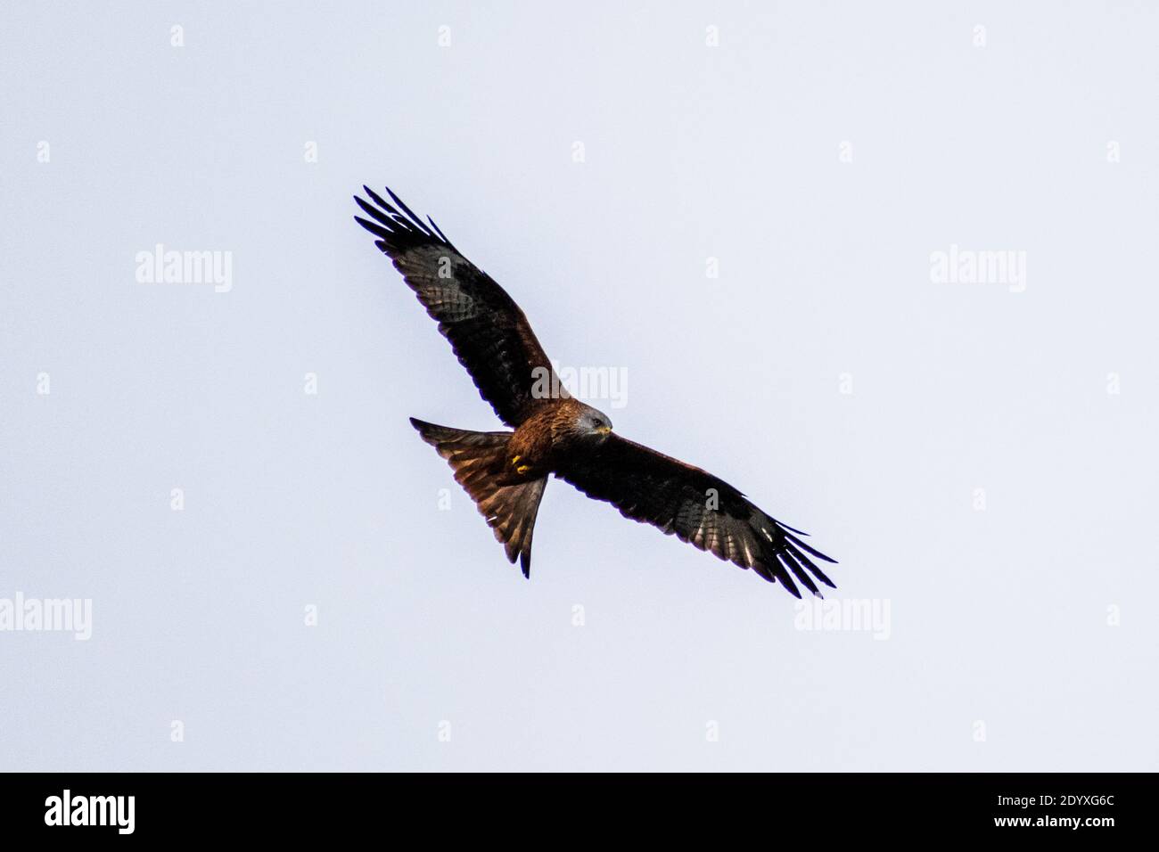 Red kite flying in the sky in calcot reading berkshire Stock Photo