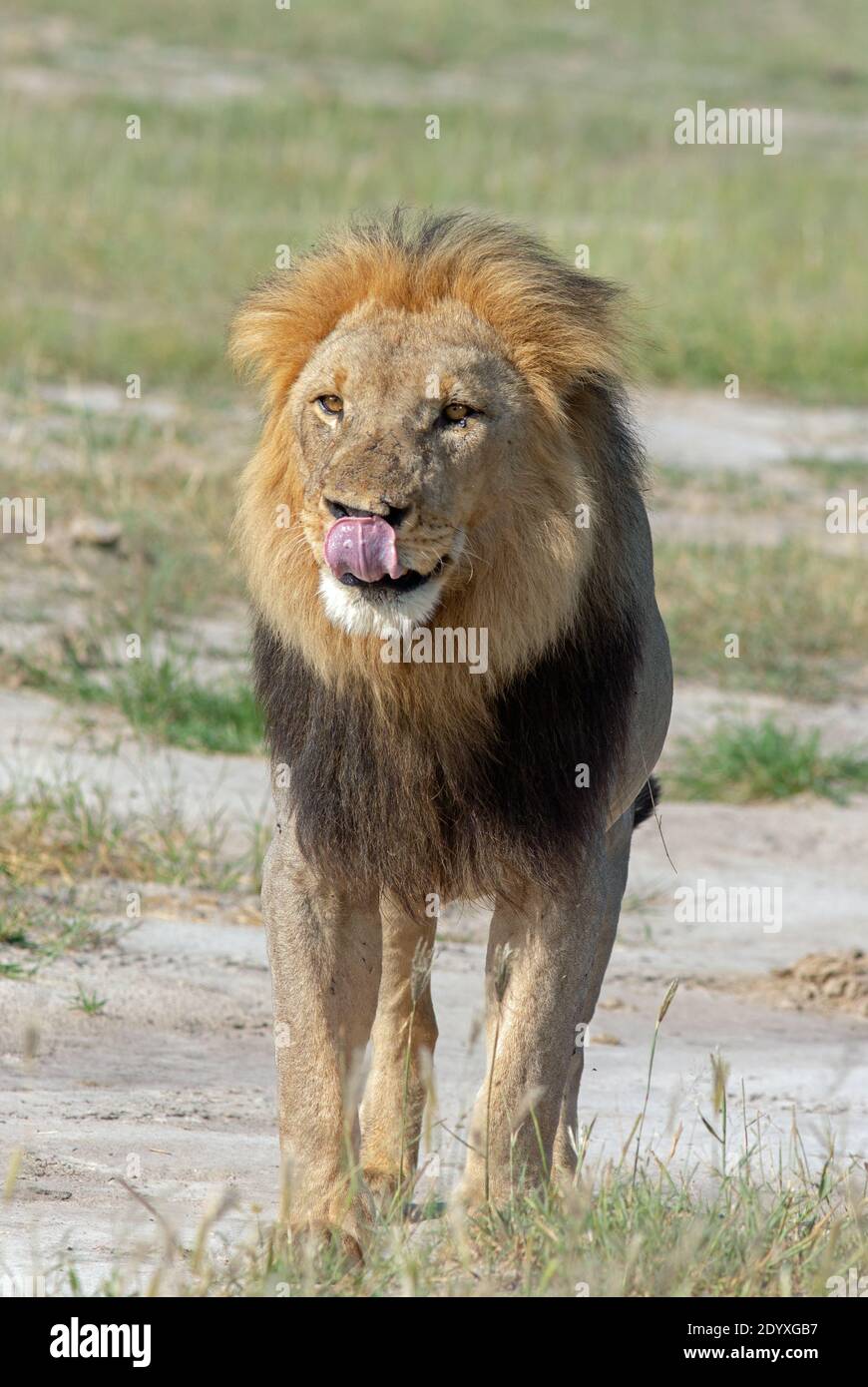 African Lion (Panthera leo). Anticipating interaction with others. Tongue licking lips. Upright, confident stance. Eyes looking towards a distant view Stock Photo