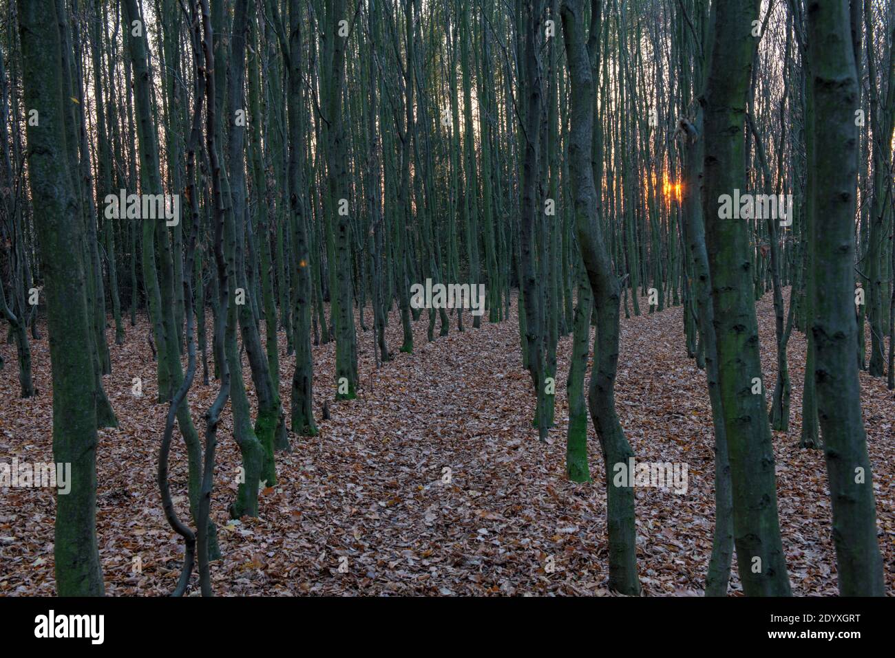Symmetric Forest in Prague Czech Republic Stock Photo