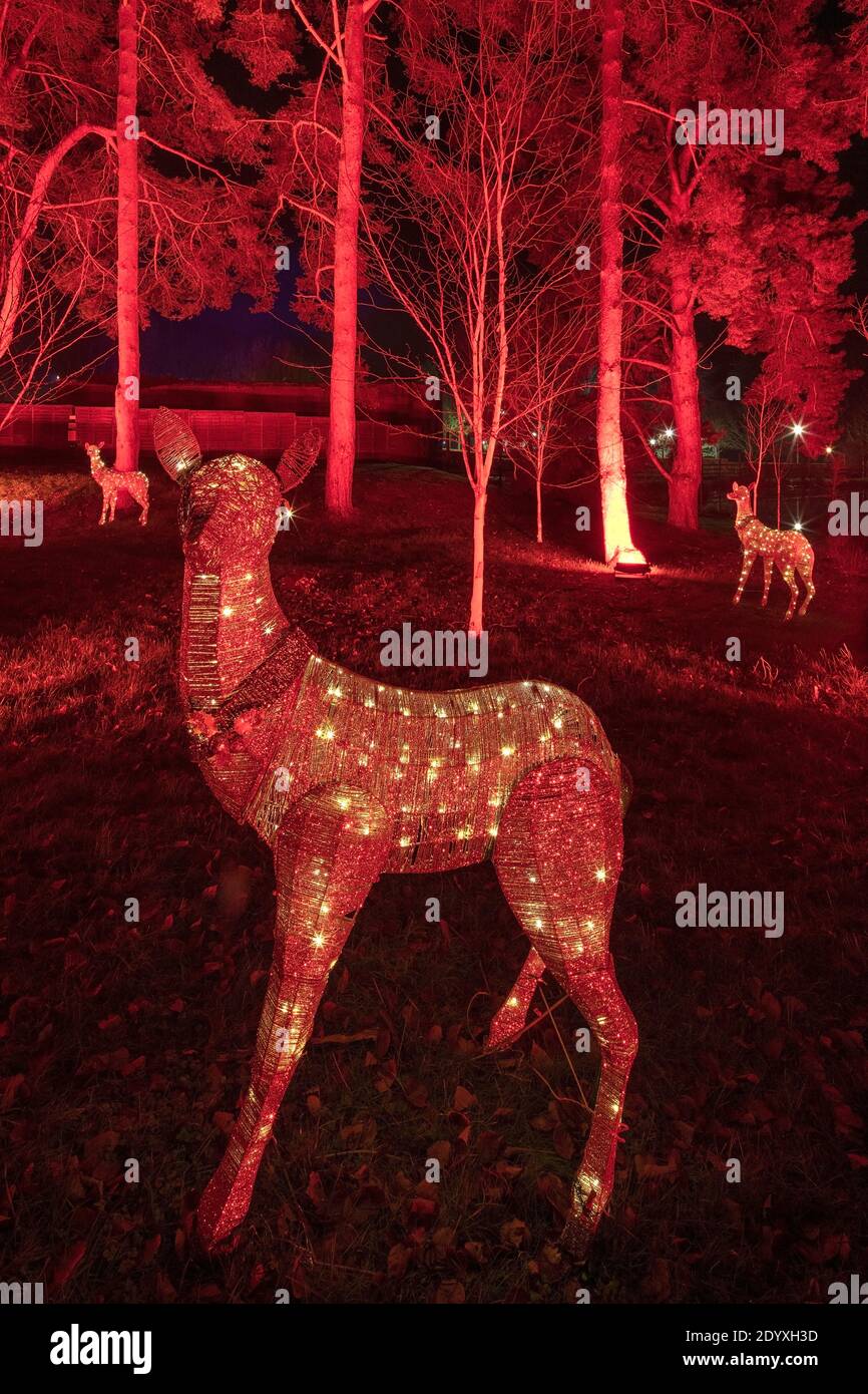 Christmas lights at The Alnwick Garden, Alnwick, Northumberland