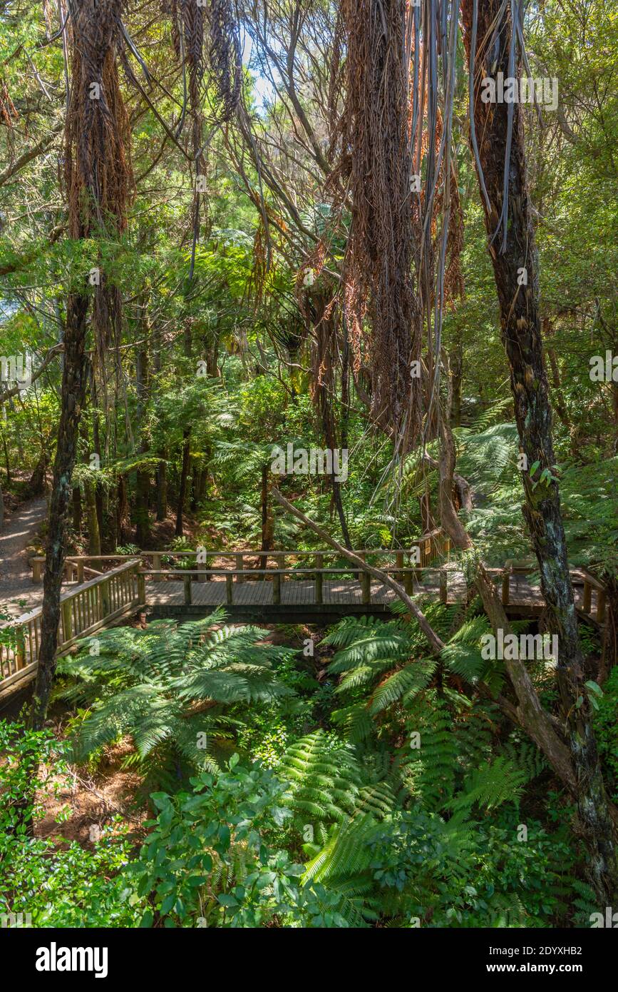 Kauri forest at Waitangi treaty grounds in New Zealand Stock Photo Alamy