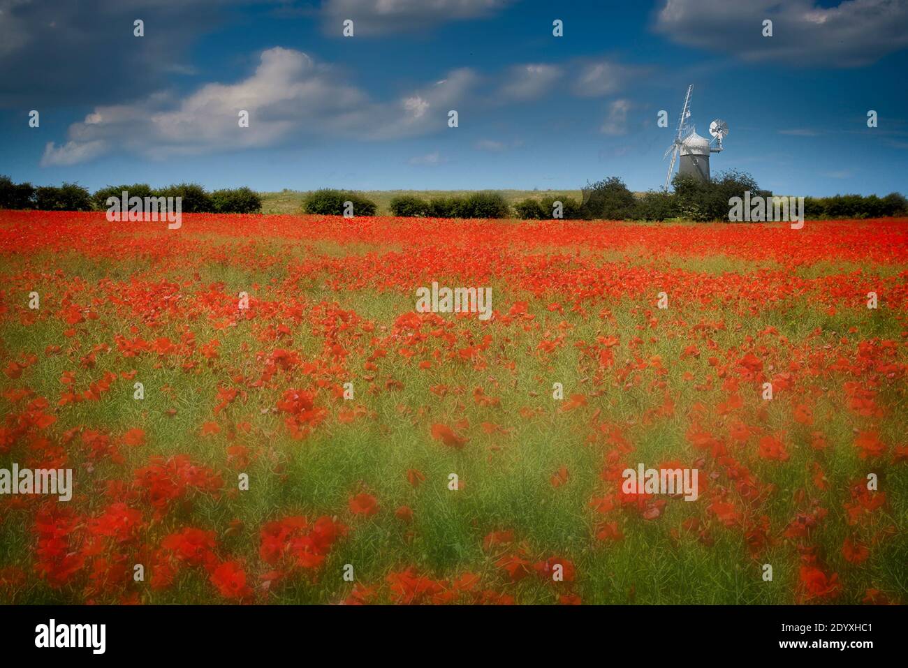 Red diffused poppies in field with hedgerow in distance. Windmill on skyline with blue sky and fluffy white clouds. Stock Photo