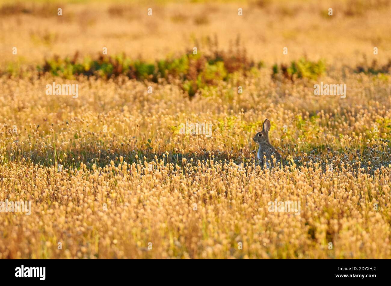 European rabbit (Oryctolagus cuniculus) surrounded by blooming mediterranean plantain (Plantago lagopus) (Ses Salines Natural Park, Formentera, Spain) Stock Photo