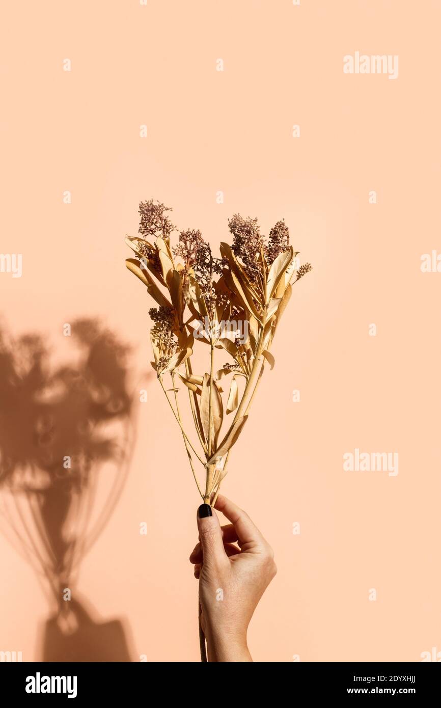 Woman hand holding a dry flower bouquet on a beige background Stock ...
