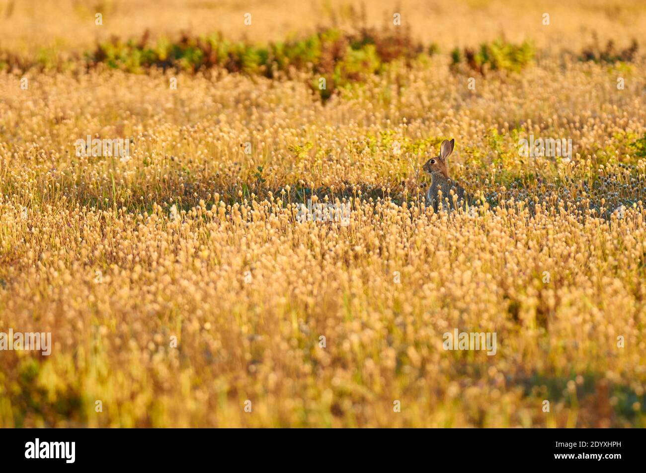 European rabbit (Oryctolagus cuniculus) surrounded by blooming mediterranean plantain (Plantago lagopus) (Ses Salines Natural Park, Formentera, Spain) Stock Photo