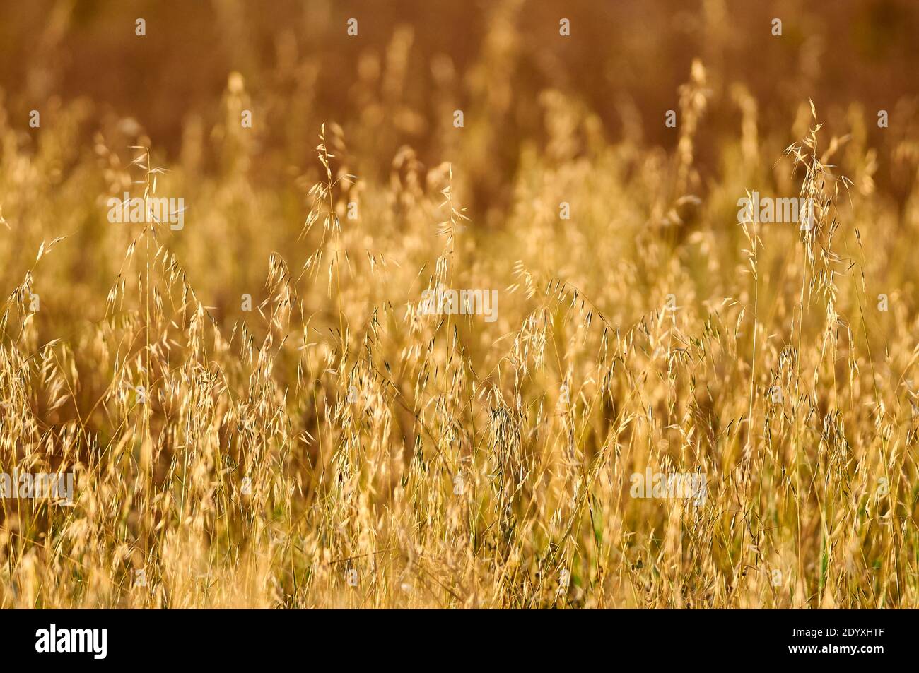 Blooming wild oat grass (Avena sp.) at dawn in Can Marroig public estate in Ses Salines Natural Park (Formentera, Balearic islands, Spain) Stock Photo