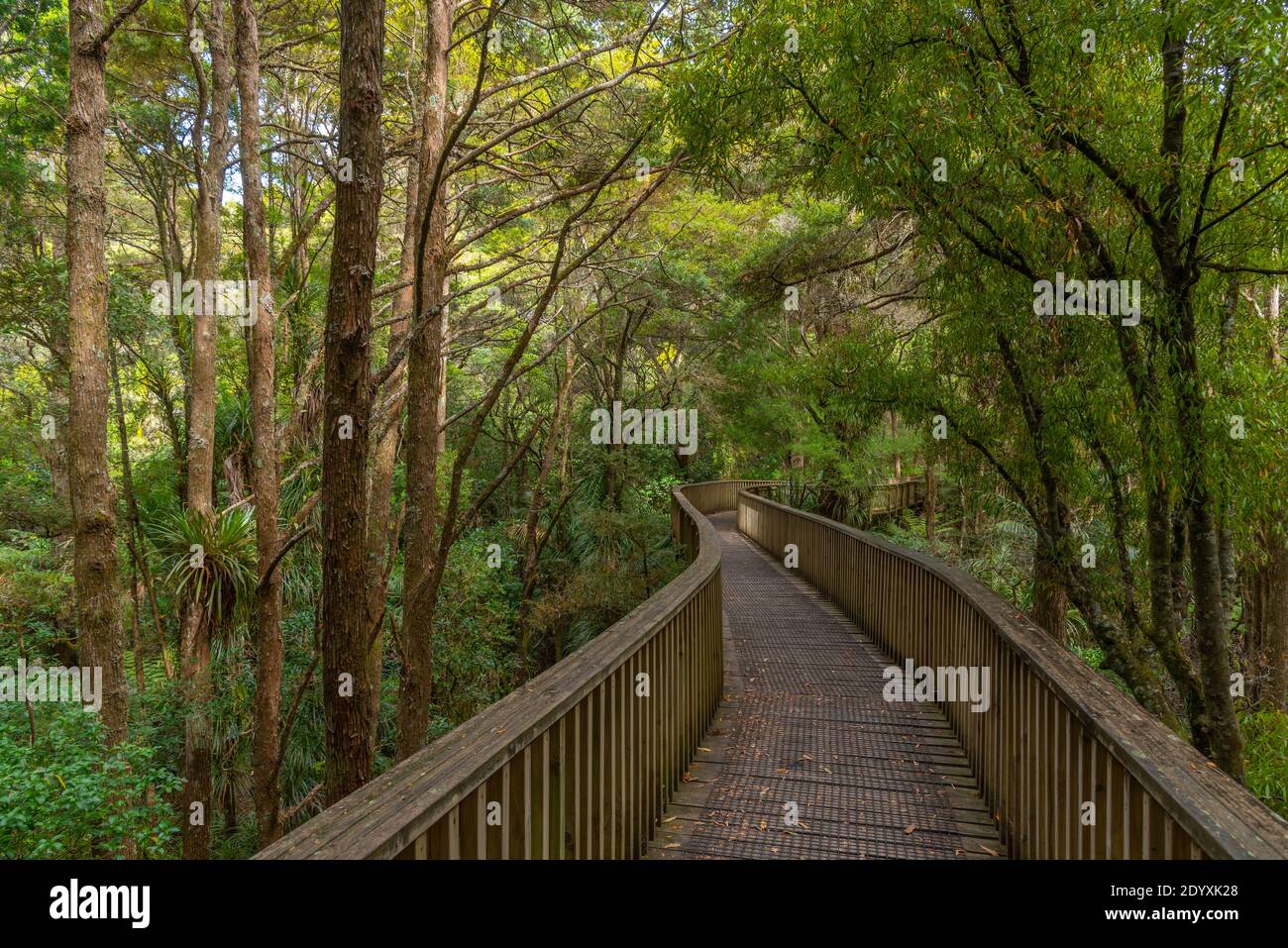 A. H. Reed Memorial Kauri Park at Whangarei, New Zealand Stock Photo Alamy