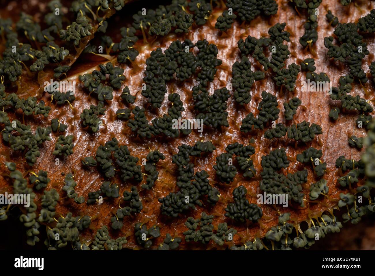 Sporangia of the Many Headed Slime of the species Physarum polycephalum scattered on dry leaves on the ground Stock Photo