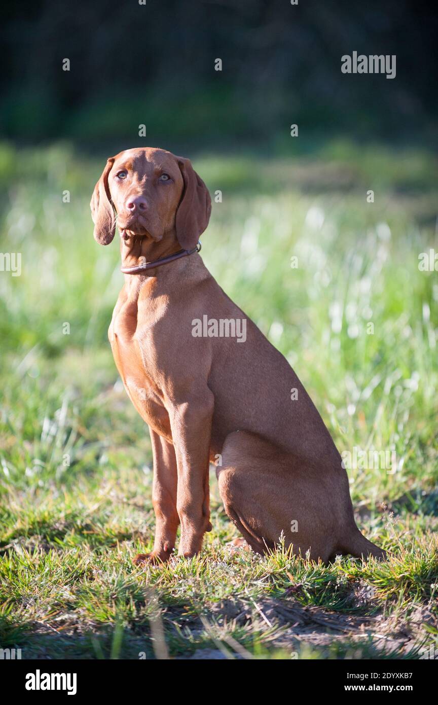 A young obedient Hungarian Vizsla dog sitting upright and looking at the camera in a field in the sunshine. Stock Photo