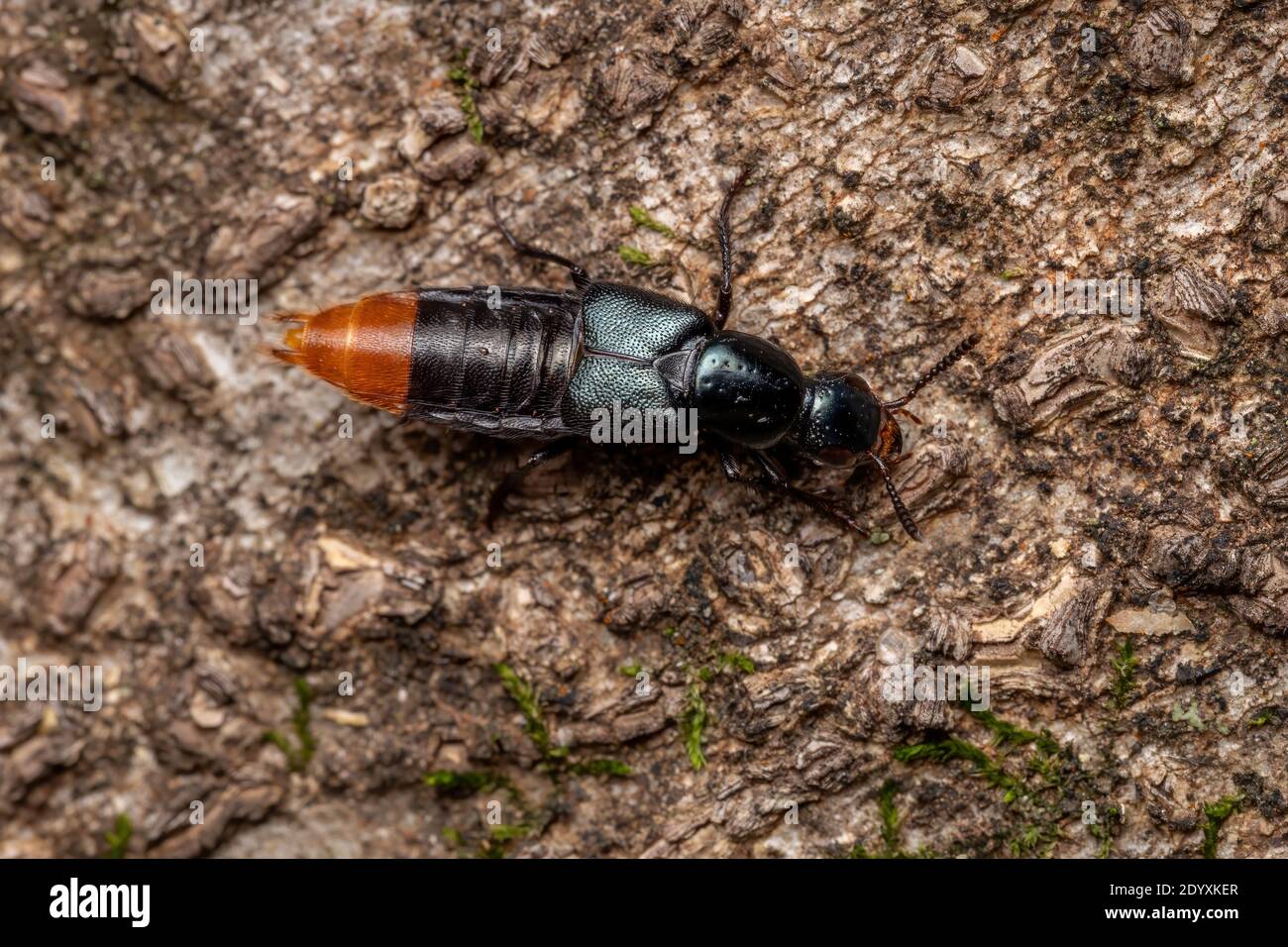 Adult Rove Beetle of the Subtribe Xanthopygina Stock Photo