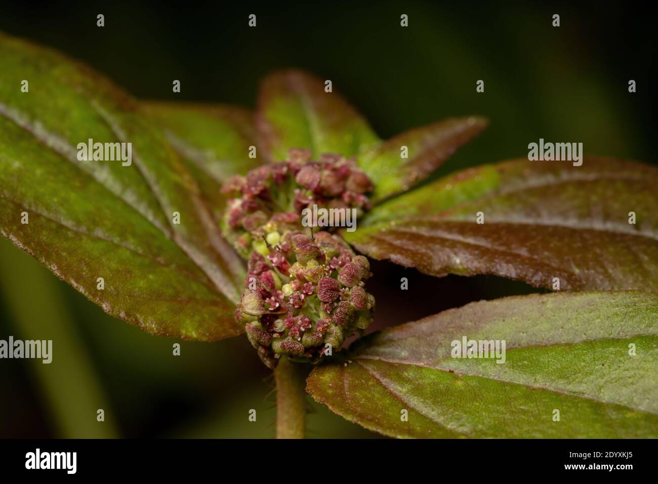 Flowers and fruits of a Asthma Plant of the species Euphorbia hirta Stock Photo