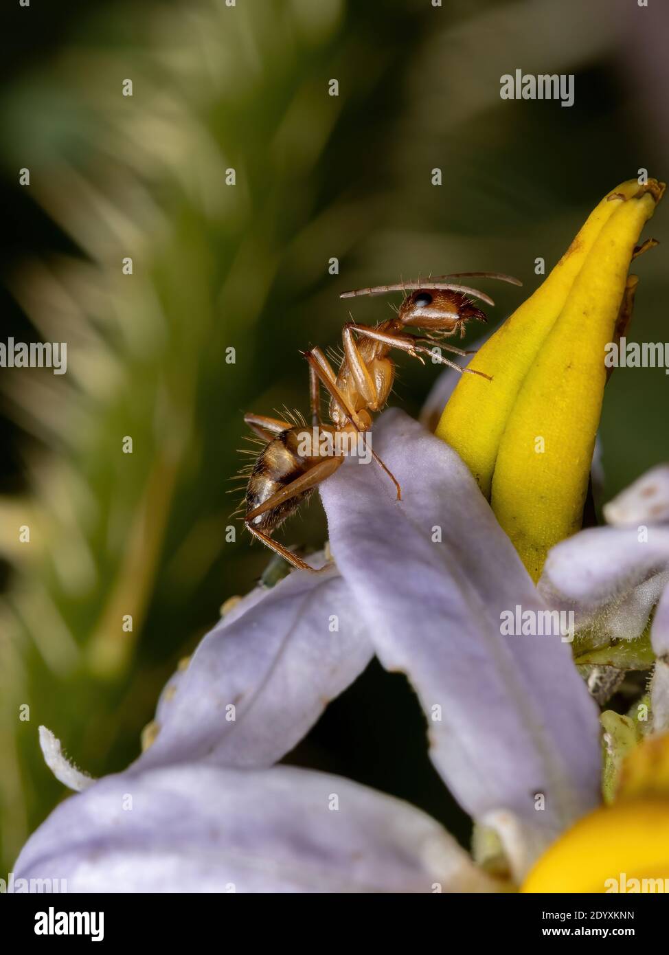 Adult Female Carpenter Ant of the species Camponotus substitutus Stock Photo