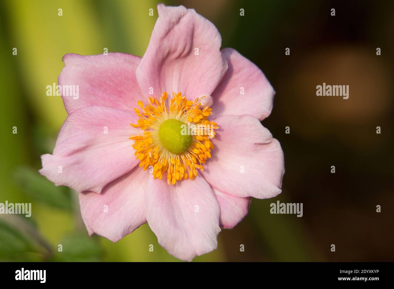 Pink Japanese anemone flower, Anemone x hybrida elegans, Japanese tumbleweed or windflower, closeup, natural green background Stock Photo