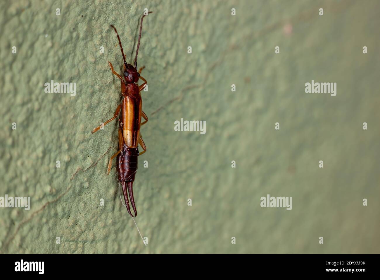 Adult Lined Earwig of the species Doru taeniatum Stock Photo