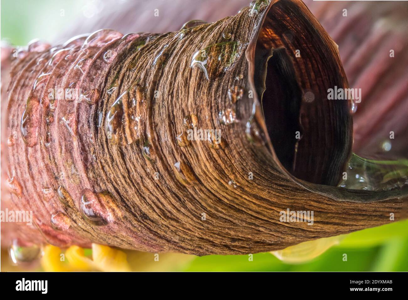 Banana's plant flower petal rolled while drying, wet by the rain. The babies bananas with their yellow flowers under the petal. Stock Photo