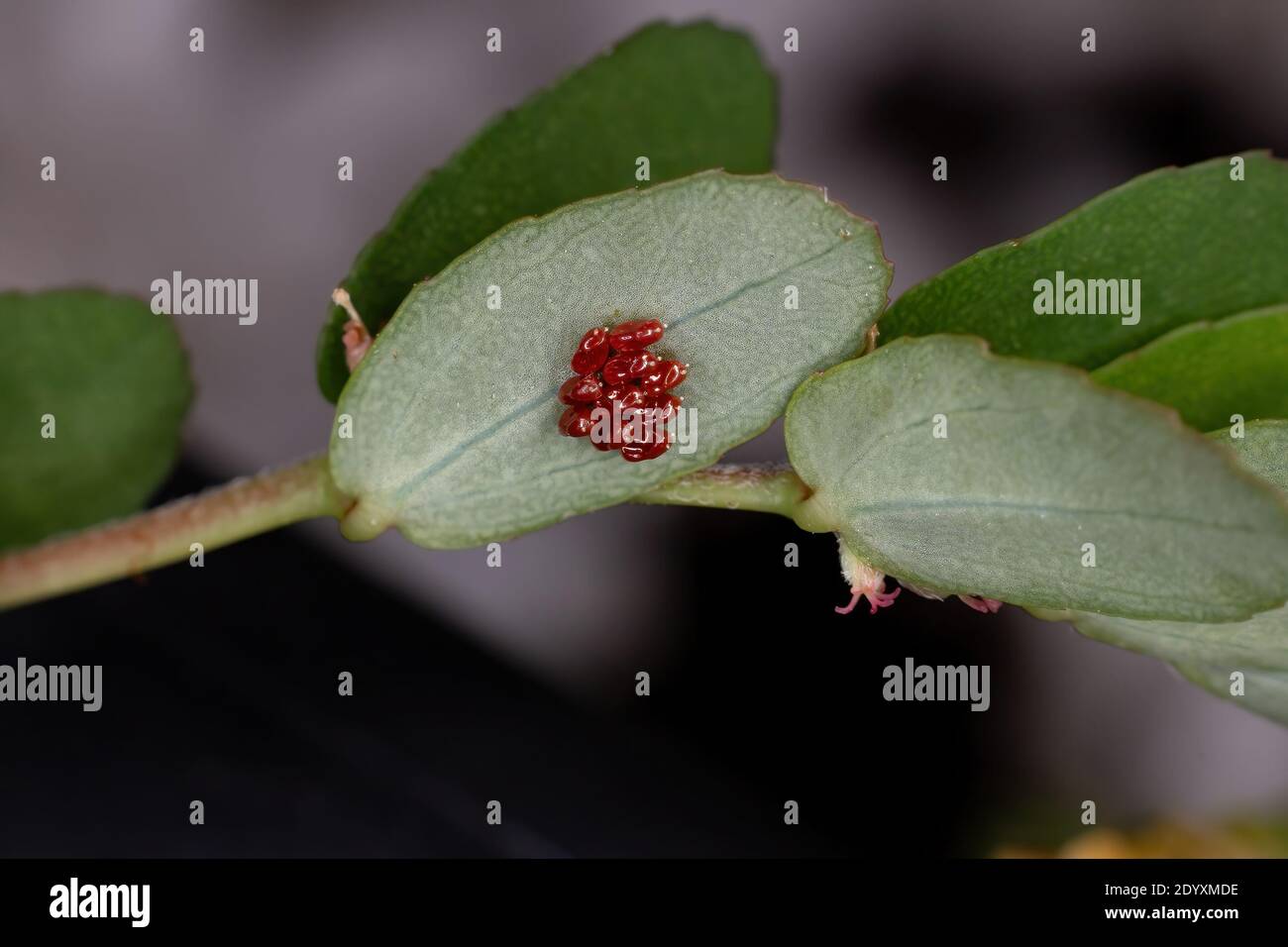 Red True Bugs eggs of the Suborder Heteroptera Stock Photo Alamy