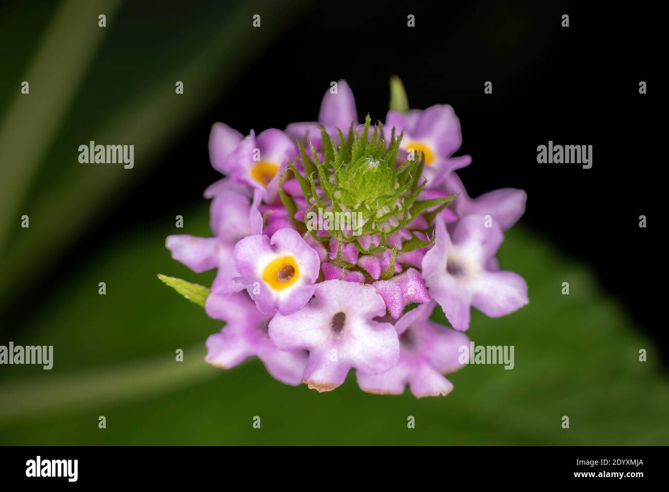Flower of the plant Lantana Lavender Popcorn of the species Lantana