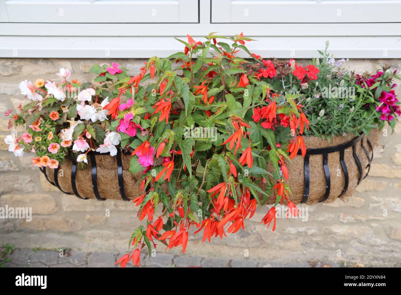 A range of potted garden plants and window boxes. Stock Photo