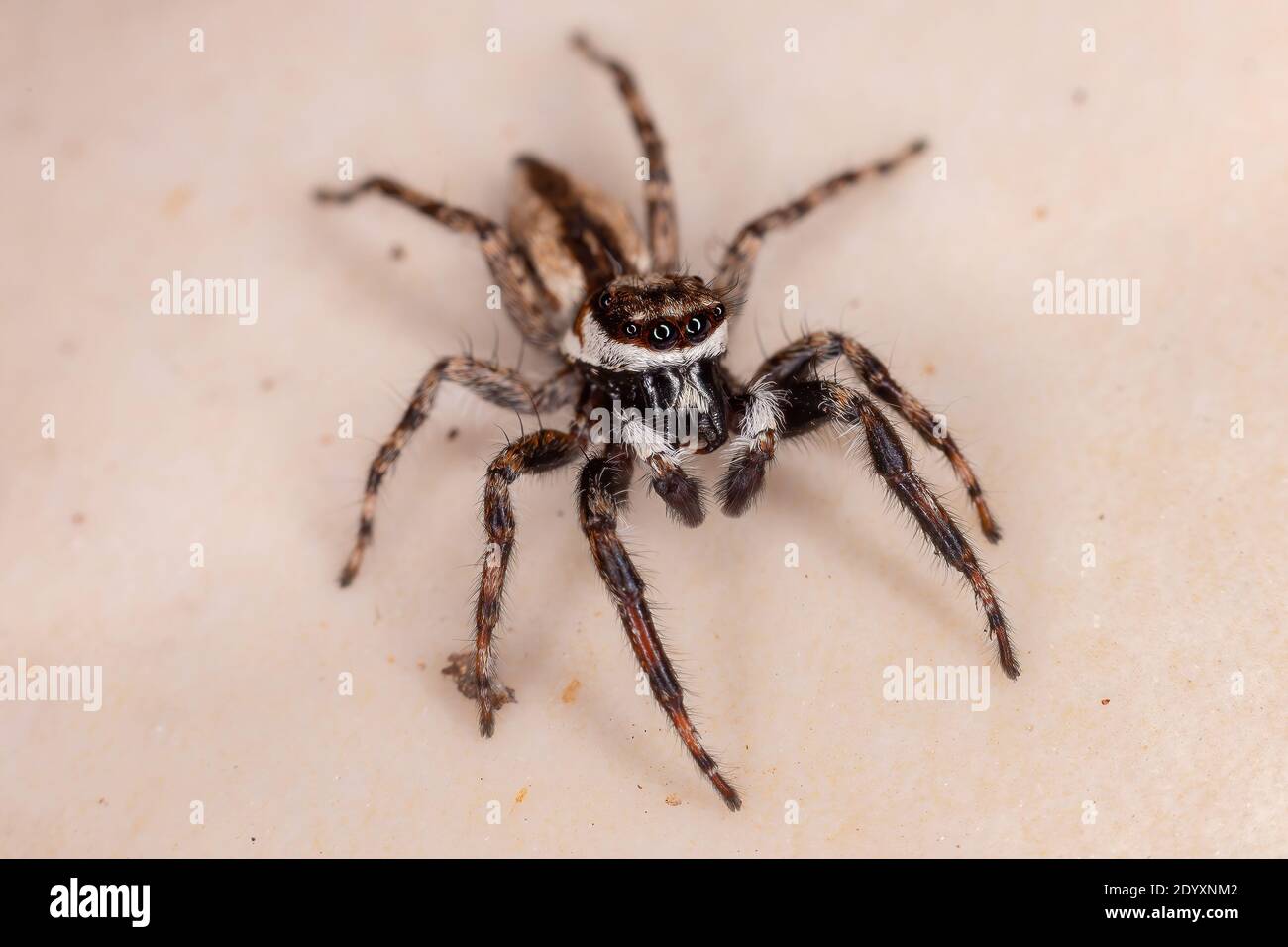 jumping spiders - Menemerus bivittatus and Plexippus paykulli