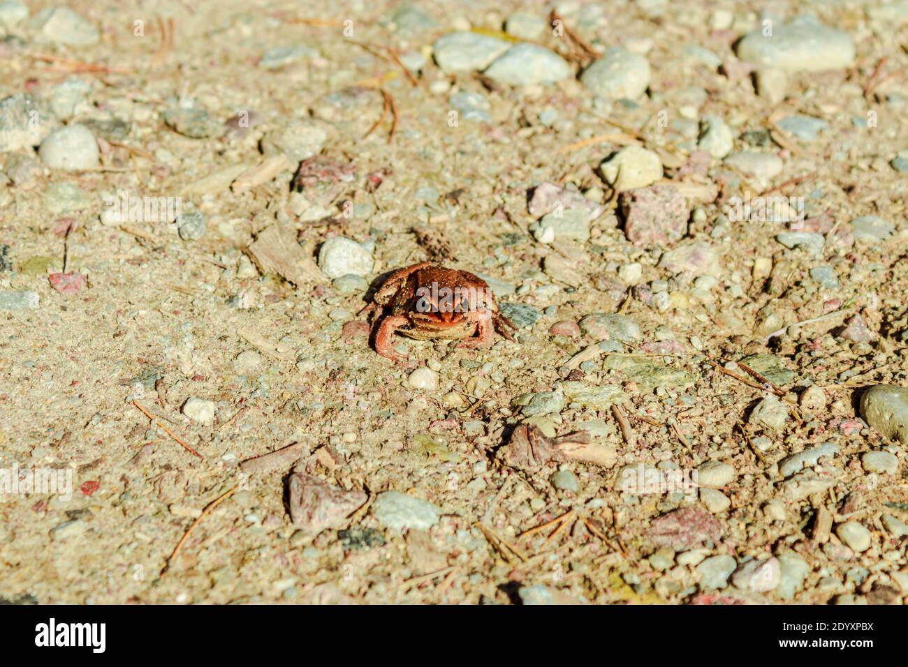 Moor frog sitting on a dirt road. Stock Photo