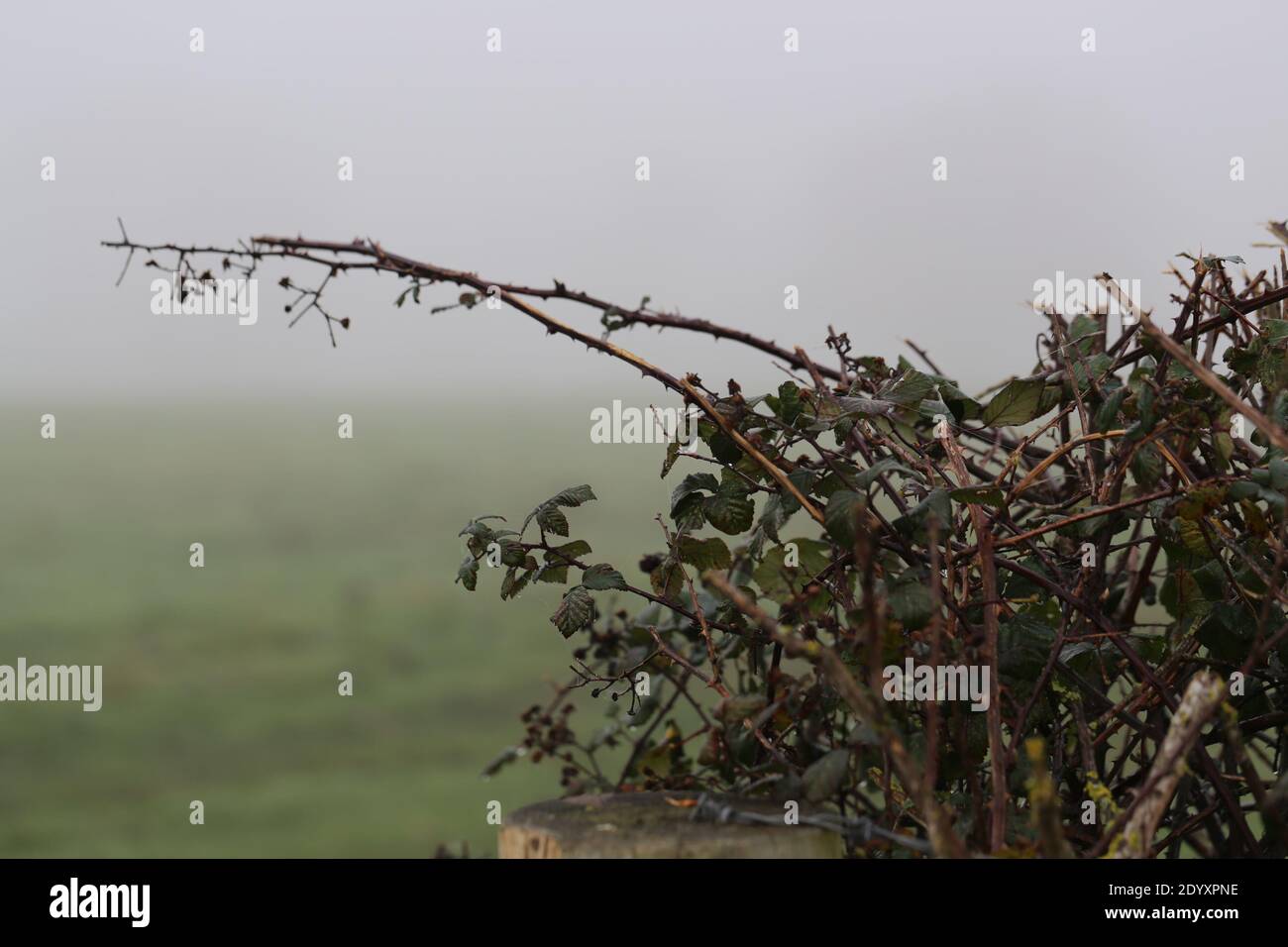 Misty Winters Day 2020 Seasonal wild foliage and trees dying off