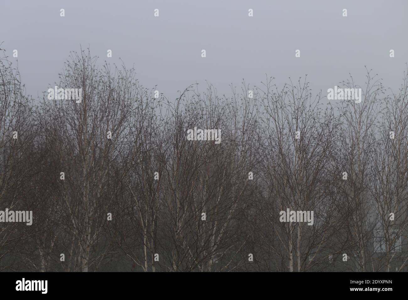 Misty Winters Day 2020 Seasonal wild foliage and trees dying off