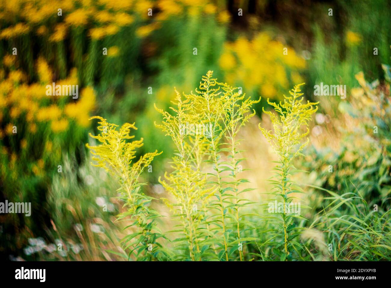 Blooming goldenrod (Solidago altissima) in sunset with low dof, soft focus lens Stock Photo