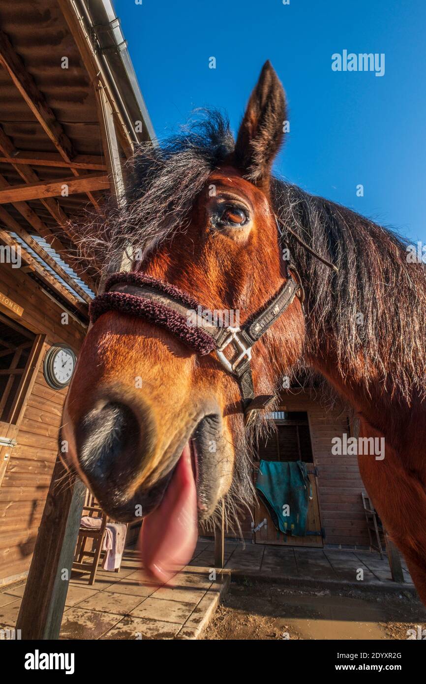 Horse block hires stock photography and images Alamy