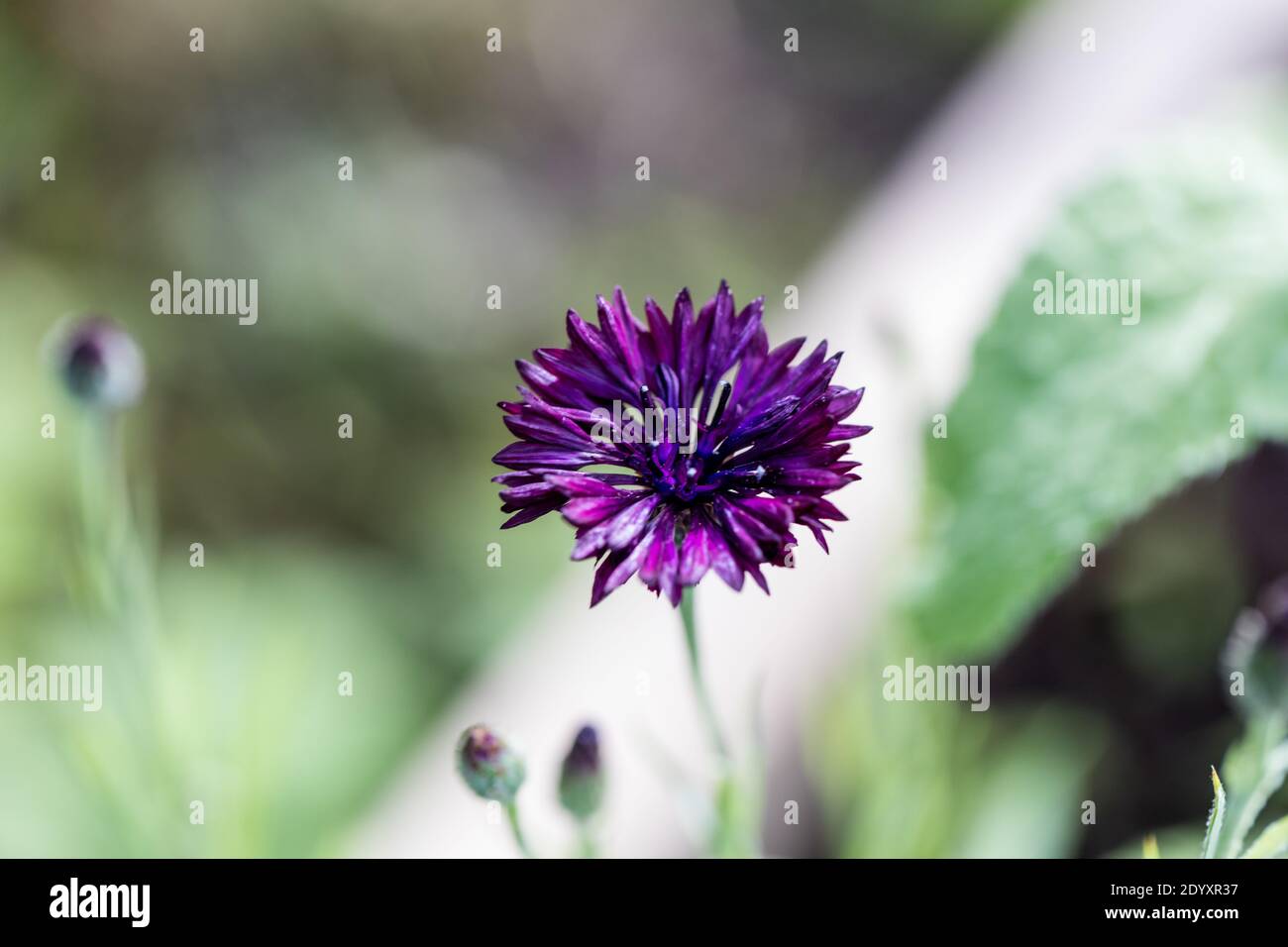 'Black Ball' Cornflower, Blåklint (Centaurea cyanus) Stock Photo