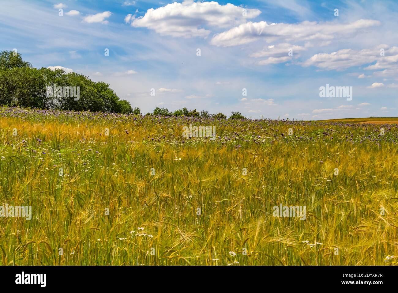 flower meadow at summer time in Soutern Germany Stock Photo
