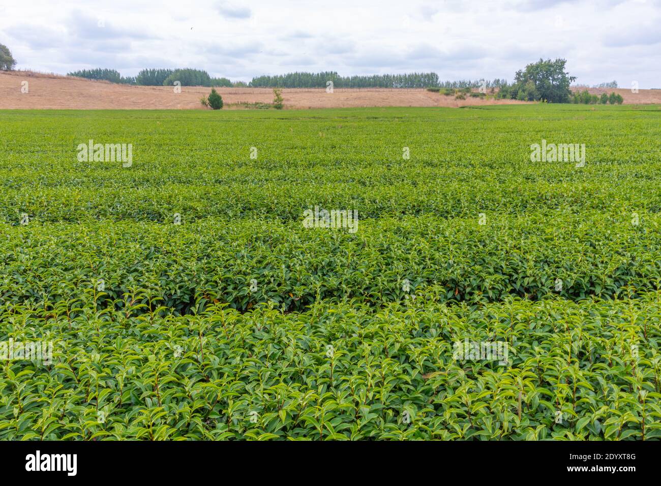 Zealong tea estate new zealand hires stock photography and images Alamy