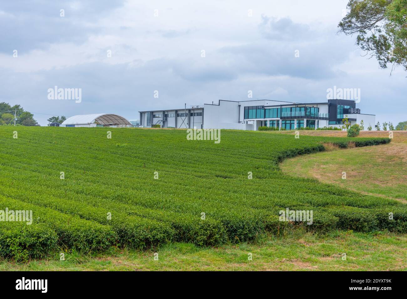 Hamilton tea estate new zealand hires stock photography and images Alamy