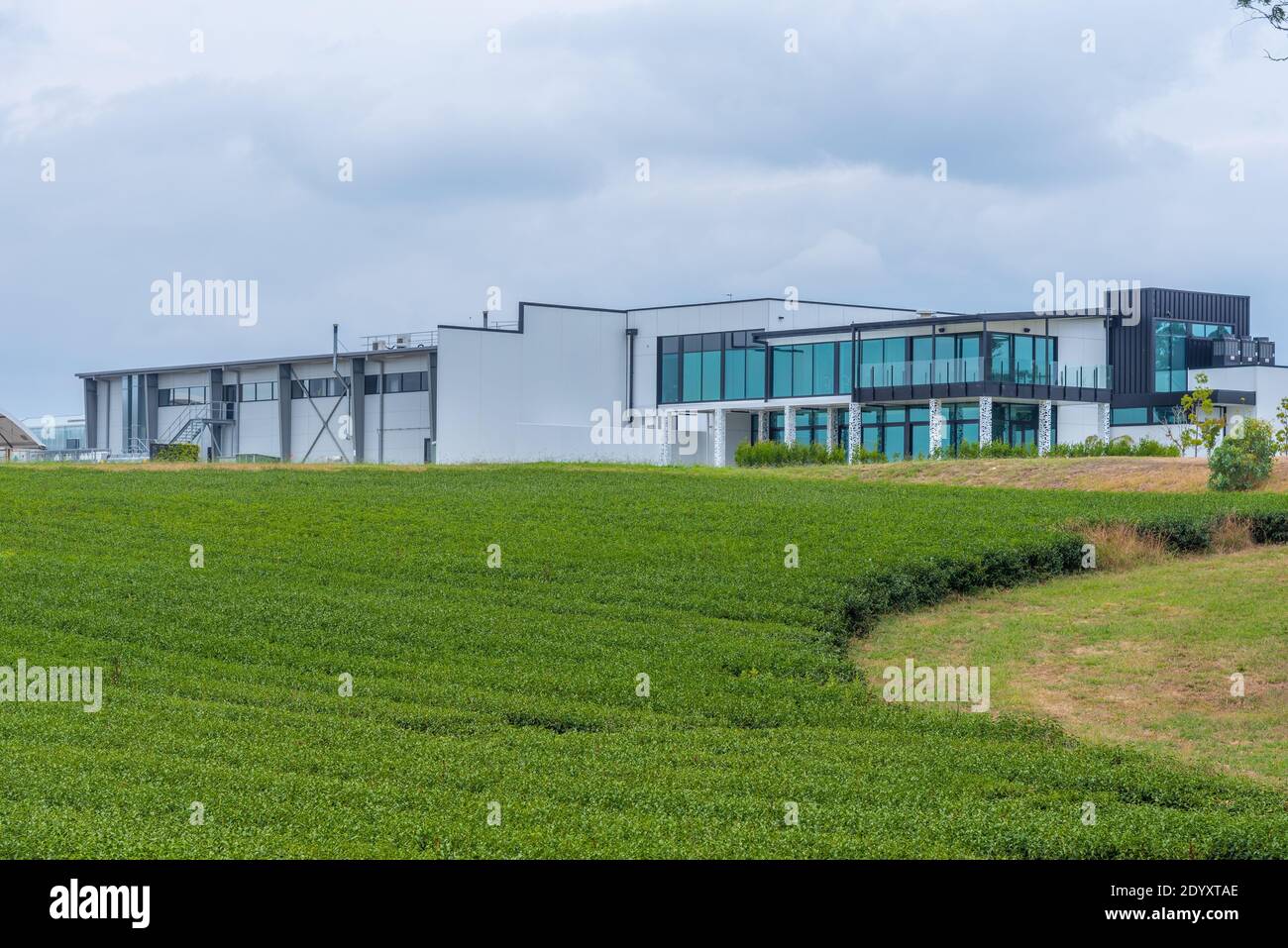 Zealong tea estate at Hamilton, New Zealand Stock Photo Alamy