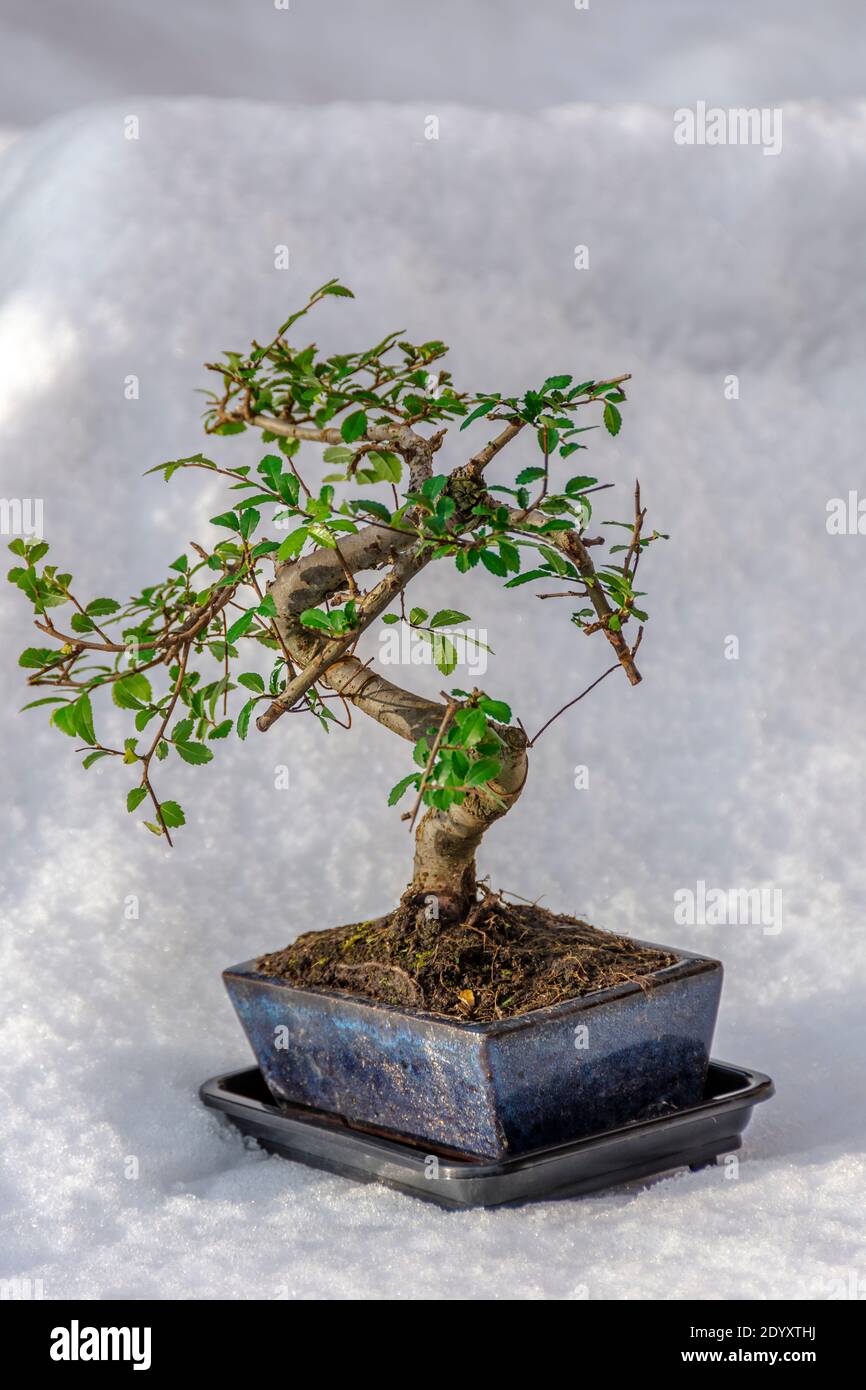 Bonsai, Ulmus parvifolia, commonly known as the Chinese elm or lacebark elm. Taken against a snow background Stock Photo