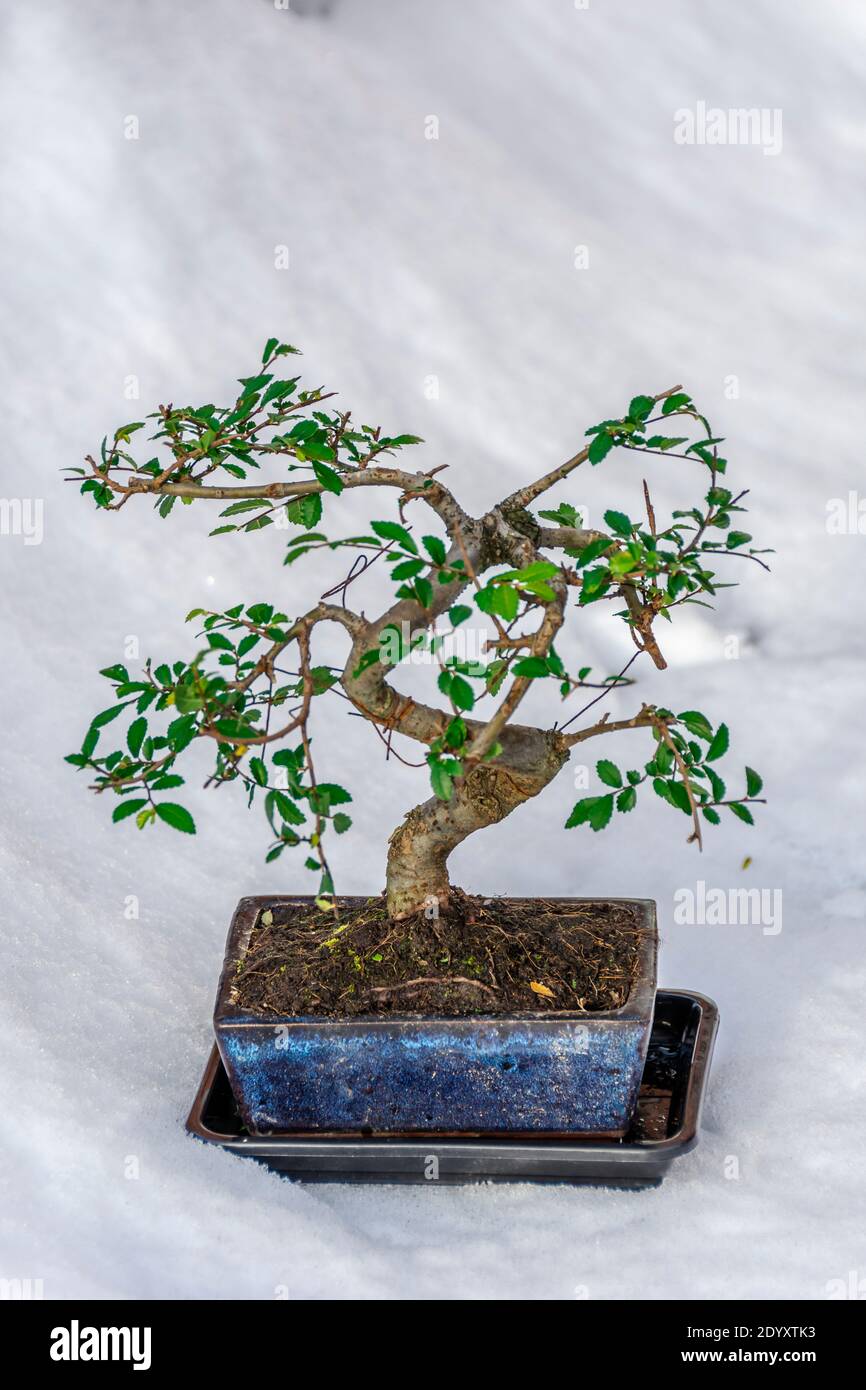Bonsai, Ulmus parvifolia, commonly known as the Chinese elm or lacebark elm. Taken against a snow background Stock Photo