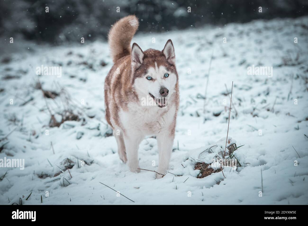A Siberian Husky wanders in the winter snow. Stock Photo