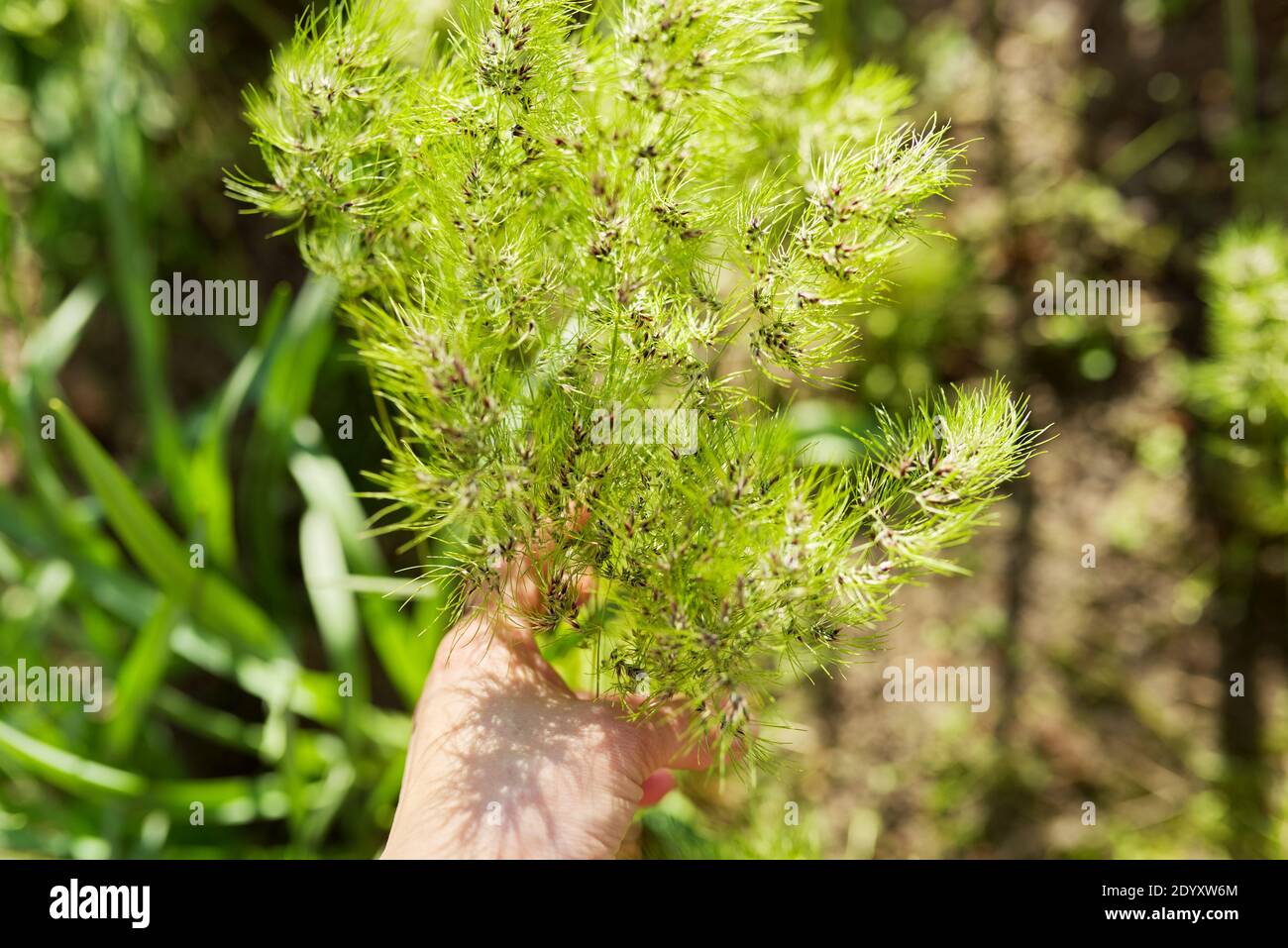 Spring time, woman's hand with green field herbs Stock Photo - Alamy
