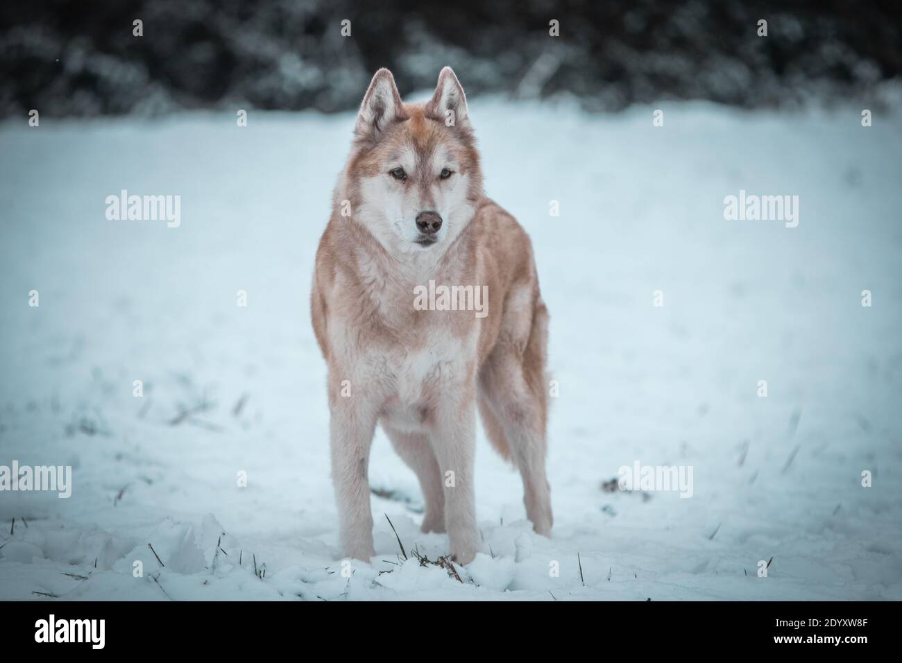 Wanders High Resolution Stock Photography And Images Alamy