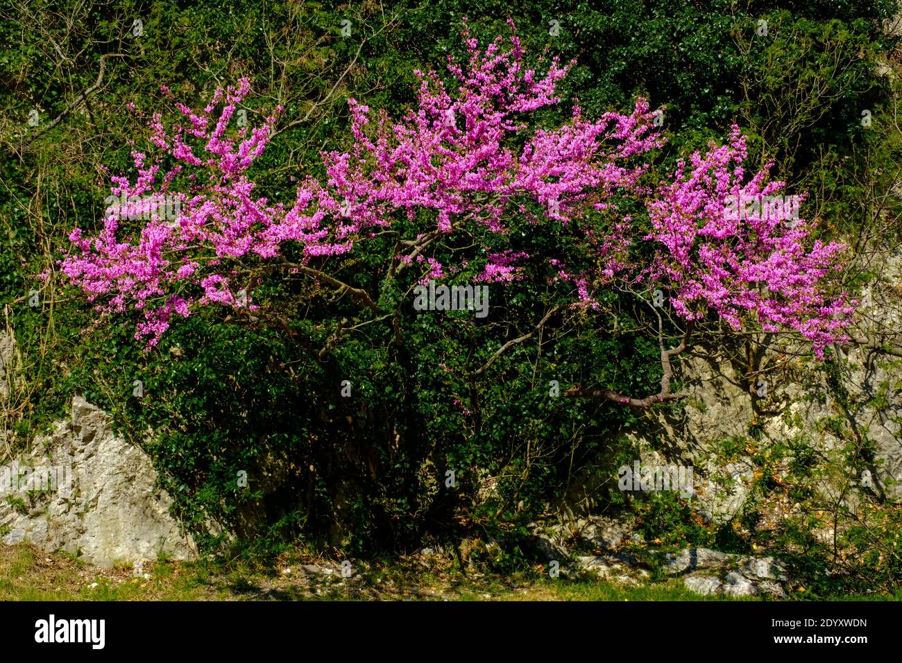 The colorful lilac flowers of the Judas tree Stock Photo