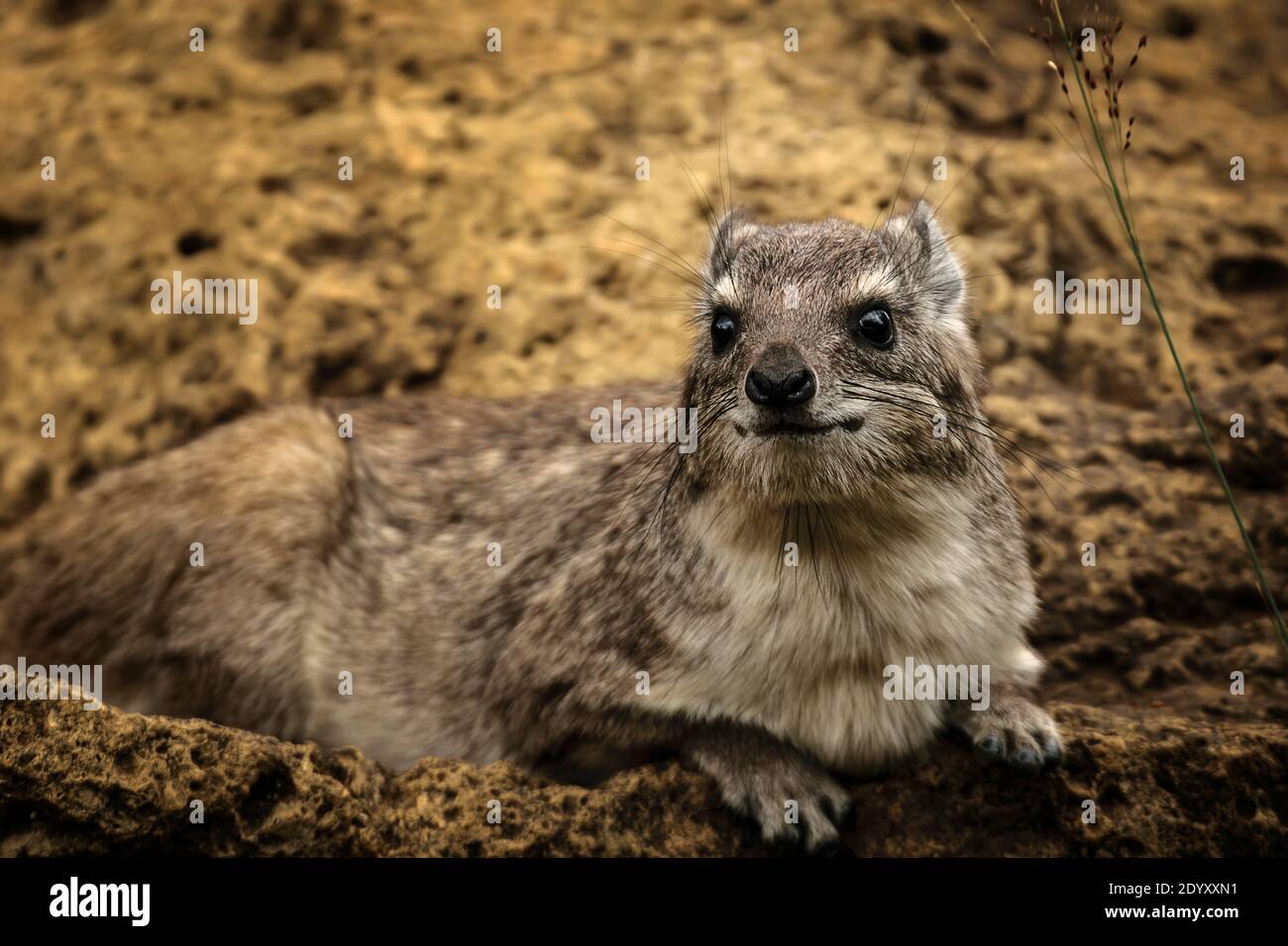 Rock hyrax safari hi-res stock photography and images - Alamy