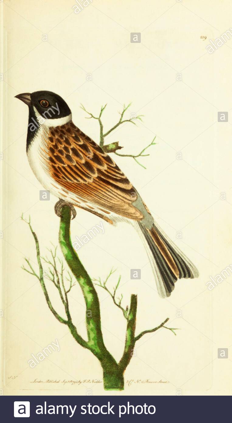 Reed Bunting (Emberiza schoeniclus), vintage illustration published in The Naturalist's Miscellany from 1789 Stock Photo