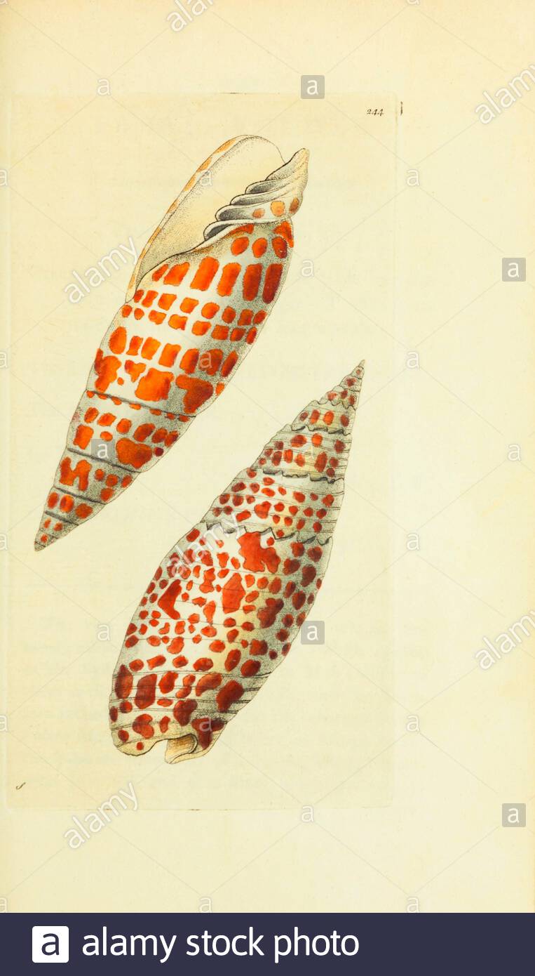 Episcopal Miter Shell (Mitra mitra), vintage illustration published in The Naturalist's Miscellany from 1789 Stock Photo