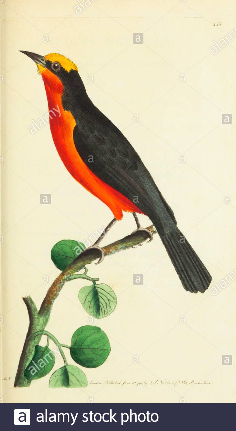 Yellow Crowned Gonolek (Laniarius barbarus), vintage illustration published in The Naturalist's Miscellany from 1789 Stock Photo