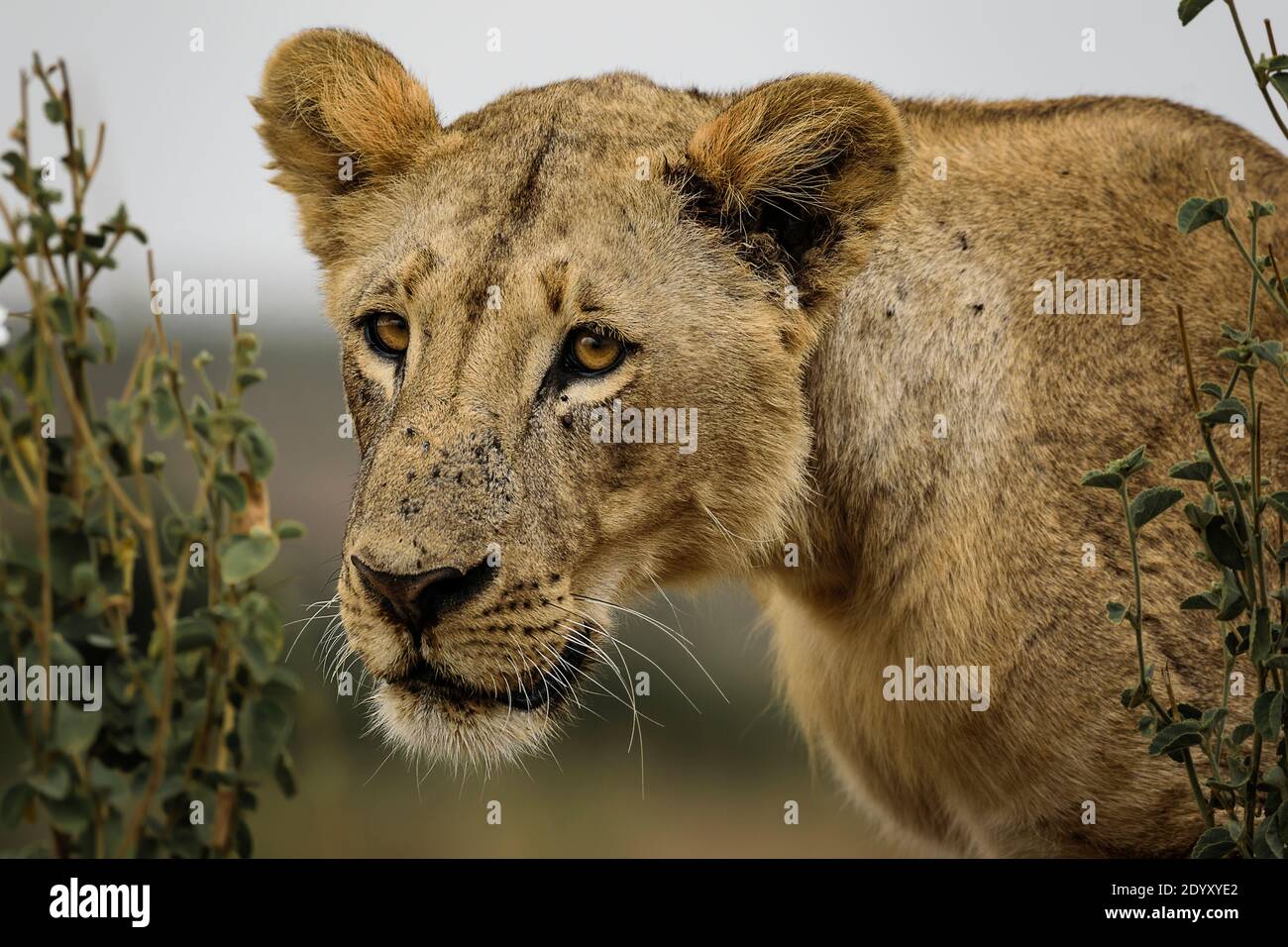Lioness portrait, Nairobi National Park, Kenya Stock Photo