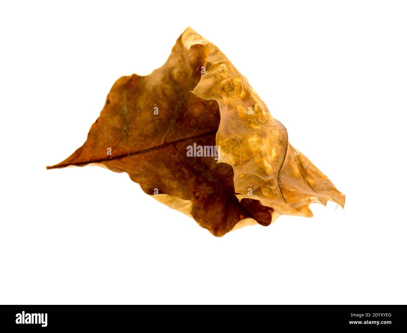 The Oak Leaf isolated on a white background. Stock Photo