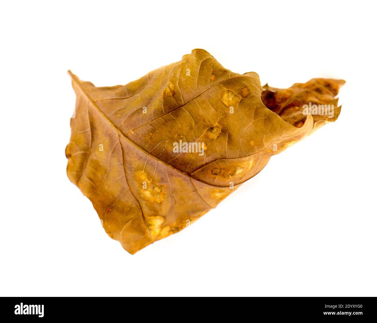 The Oak Leaf isolated on a white background. Stock Photo