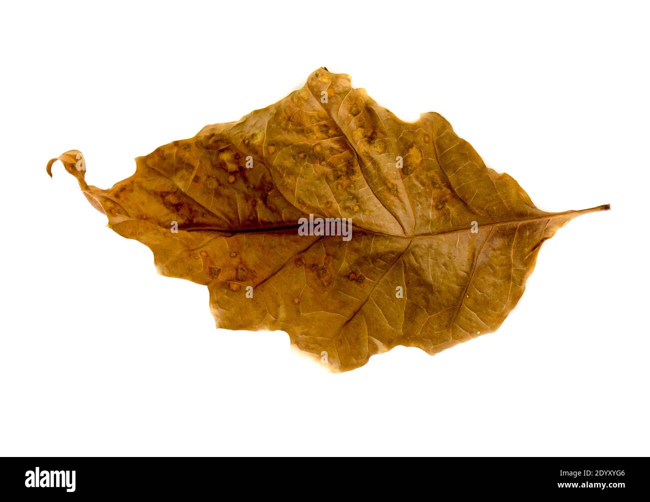 The Oak Leaf isolated on a white background. Stock Photo